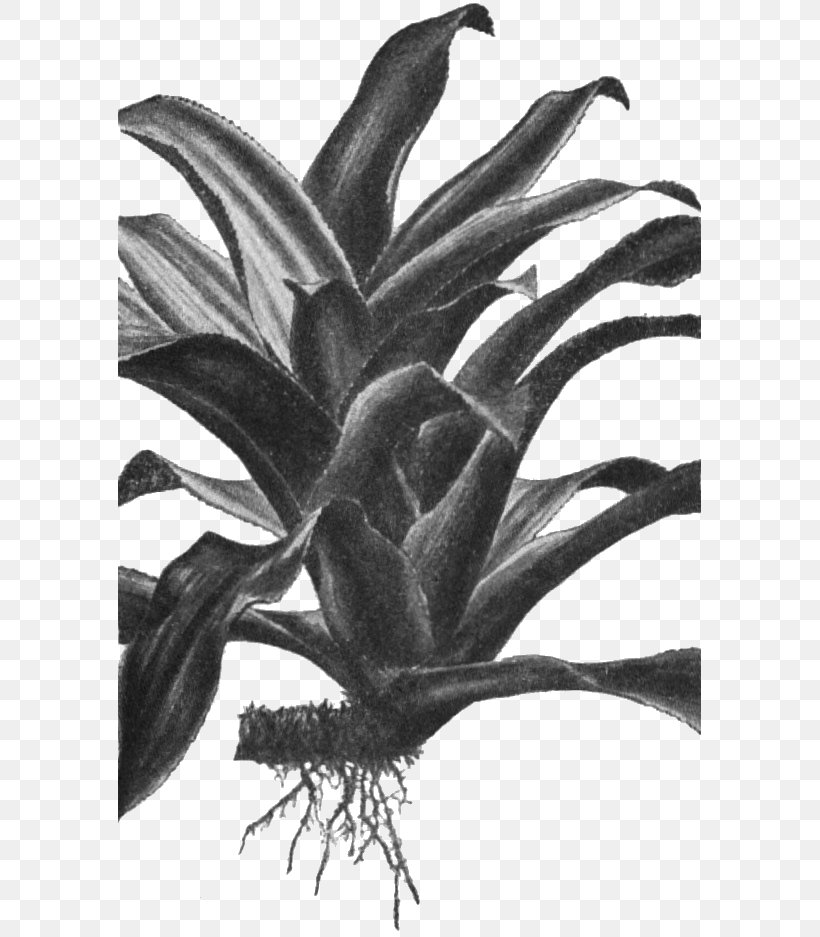 Nidularium Angustifolium Nidularium Innocentii Biology Taxonomy Flowering Plant, PNG, 583x937px, Biology, Black And White, Flower, Flowering Plant, Leaf Download Free