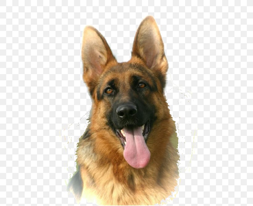 Old German Shepherd Dog King Shepherd East-European Shepherd Dog Breed, PNG, 500x667px, Old German Shepherd Dog, Border Collie, Breed, Carnivoran, Dog Download Free