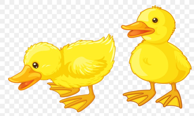 Baby Ducks American Pekin Clip Art, PNG, 800x492px, Duck, American Pekin, Baby Ducks, Beak, Bird Download Free