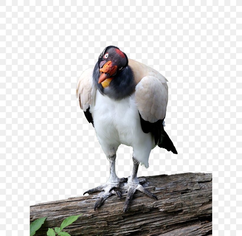 Beak King Vulture Animal, PNG, 618x800px, Beak, Animal, Bird, Clownfish, Drawing Download Free