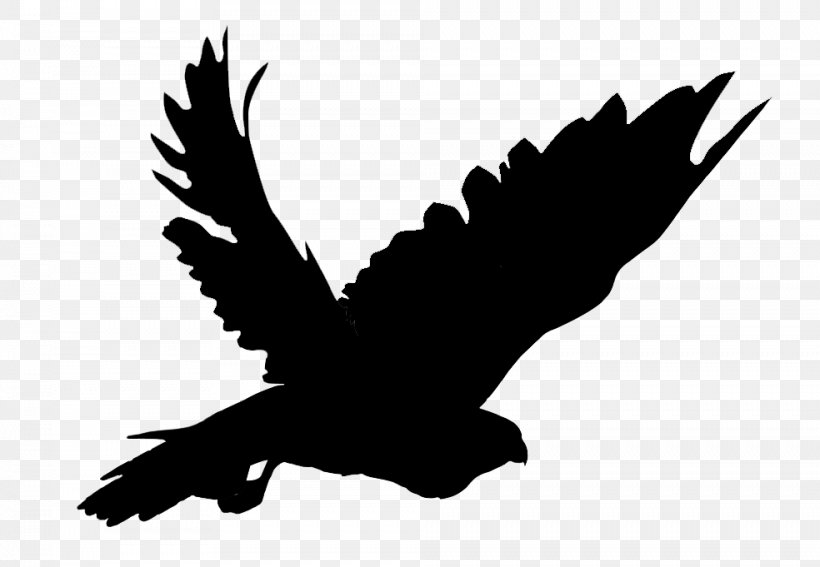 Eagle Hawk Common Buzzard Fauna, PNG, 984x681px, Eagle, Accipitridae, Accipitriformes, Beak, Bird Download Free