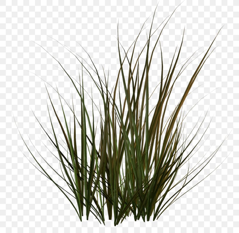 Plant Stem Grass Family Sweet Grass, PNG, 791x800px, Apng, Commodity, Drawing, Grass, Grass Family Download Free