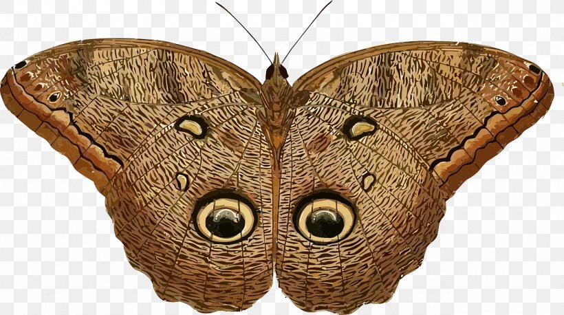 Owl Butterfly Insect Caligo Eurilochus Clip Art, PNG, 1280x716px, Owl Butterfly, Arthropod, Attacus Atlas, Brassolini, Brush Footed Butterfly Download Free
