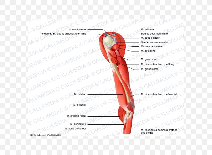 Thumb Muscle Nerve Arm Shoulder, PNG, 600x600px, Watercolor, Cartoon, Flower, Frame, Heart Download Free