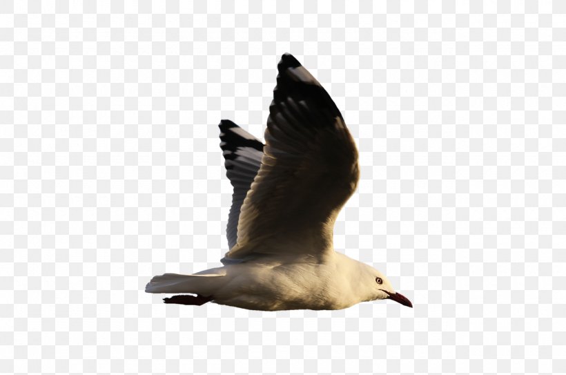 Water Bird Goose Gulls Clip Art, PNG, 1280x849px, Bird, Animal, Beak, Charadriiformes, Ducks Geese And Swans Download Free