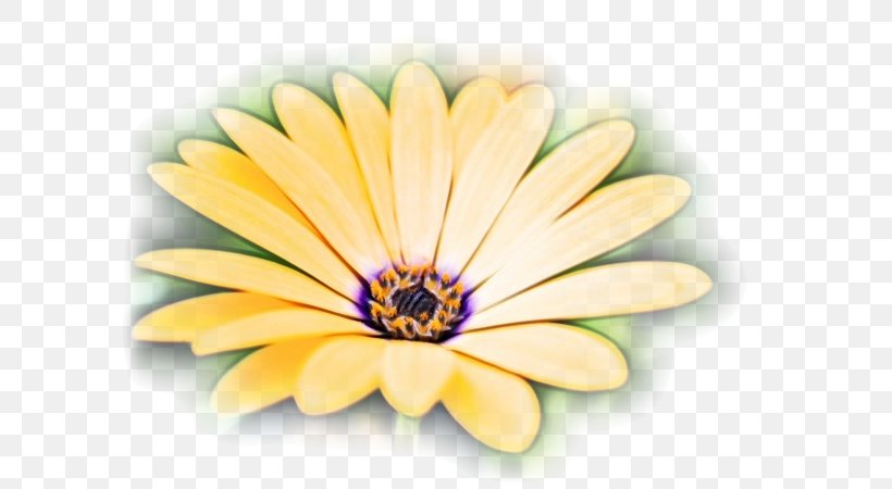 Cartoon Nature Background, PNG, 600x450px, Watercolor, Acupuncture, African Daisy, Common Daisy, Daisy Family Download Free
