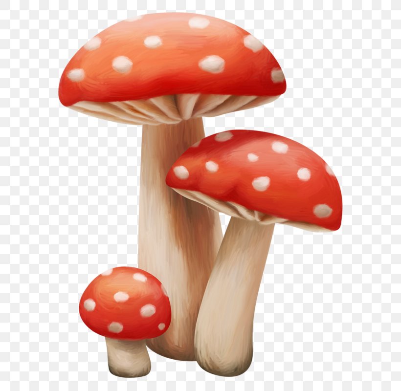 Mushroom, PNG, 627x800px, Mushroom Download Free