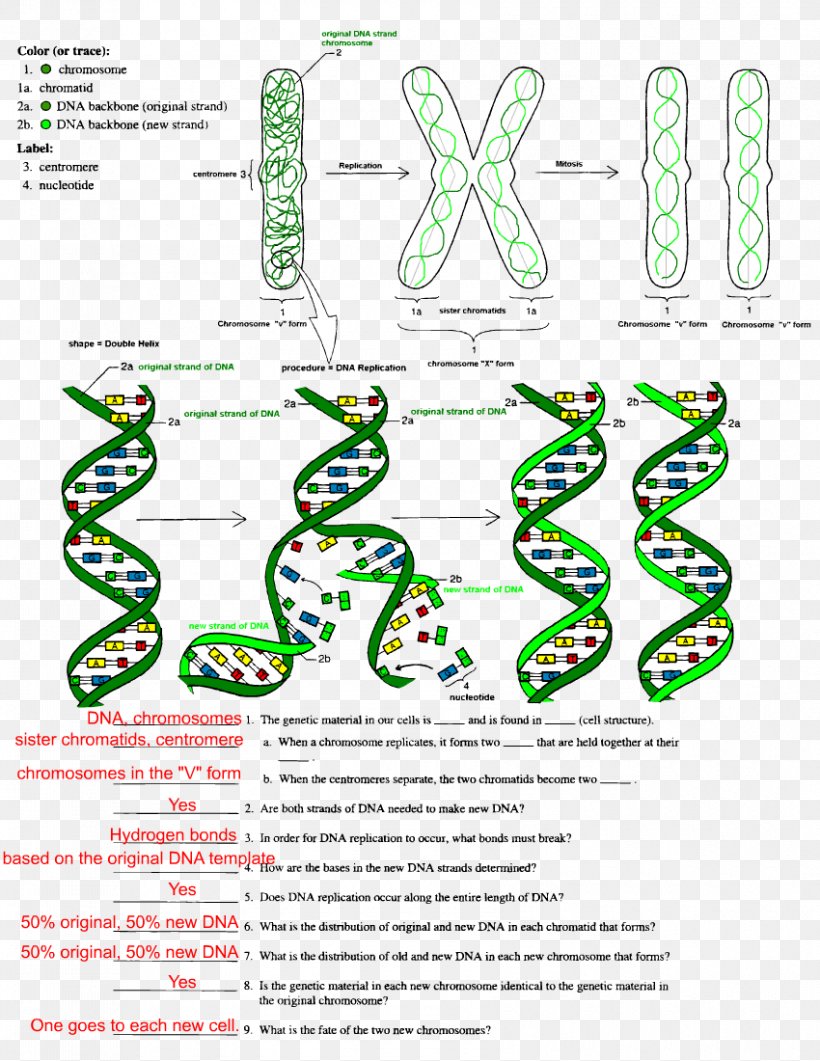 The Double Helix: A Personal Account Of The Discovery Of The Intended For Dna The Double Helix Worksheet