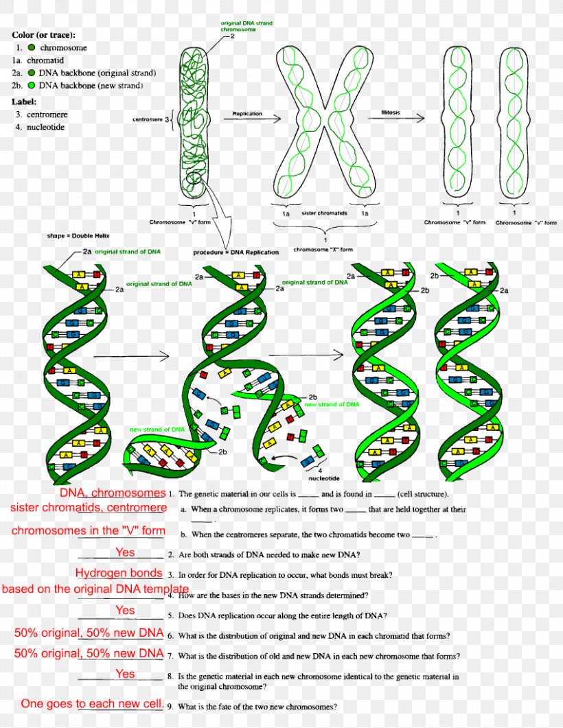 The Double Helix: A Personal Account Of The Discovery Of The Structure Of DNA DNA Replication Worksheet Transcription, PNG, 850x1100px, Dna Replication, Area, Auto Part, Diagram, Dna Download Free