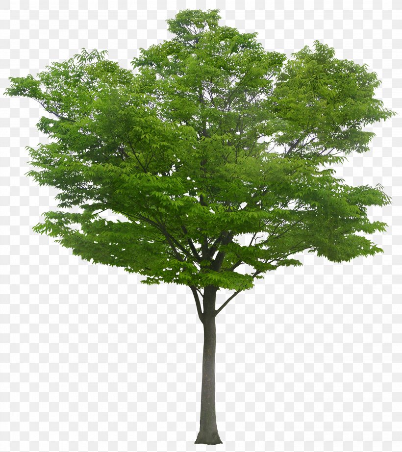 Tree, PNG, 2835x3189px, Tree, Branch, Grass, Leaf, Plant Download Free