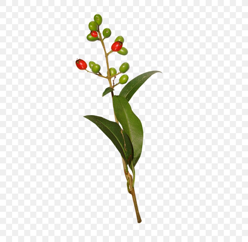 Twig Leaf Branch Bud Plant Stem, PNG, 418x800px, Twig, Branch, Bud, Flora, Flower Download Free