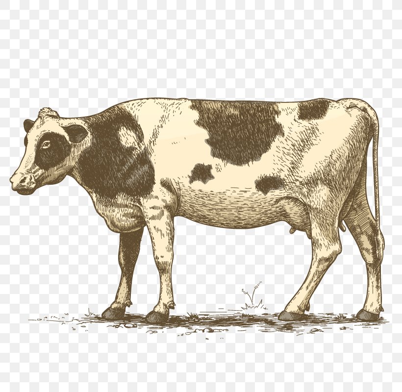 Cream Royalty-free, PNG, 800x800px, Cream, Bull, Cattle Like Mammal, Cow Goat Family, Dairy Cow Download Free