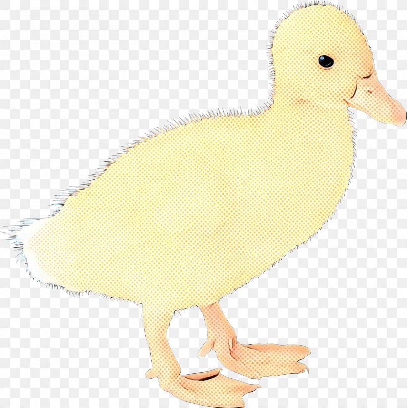 Duck Goose Fauna Beak Feather, PNG, 1663x1667px, Duck, American Black Duck, Beak, Bird, Chicken Download Free