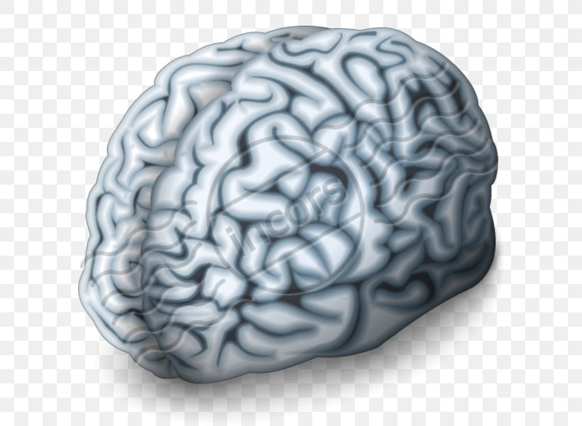 Human Brain Neuroimaging Digital Marketing Cerebral Arteries, PNG, 600x600px, Watercolor, Cartoon, Flower, Frame, Heart Download Free