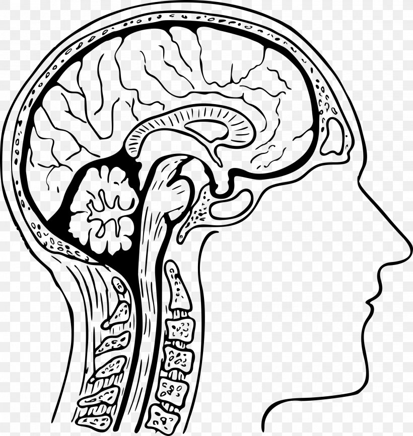 Human Head Brain Anatomy Human Body, PNG, 2268x2400px, Watercolor, Cartoon, Flower, Frame, Heart Download Free