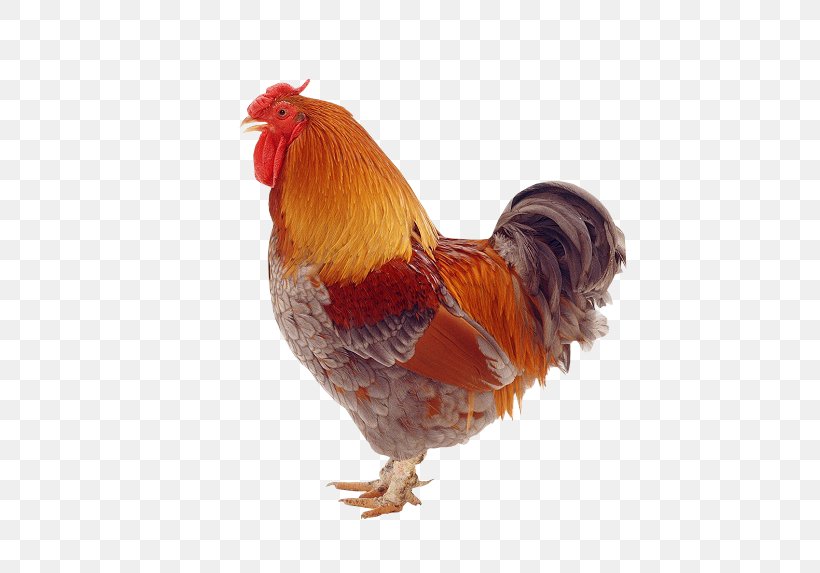 Rooster Sicilian Buttercup One Clue Crossword Hen PNG 535x573px