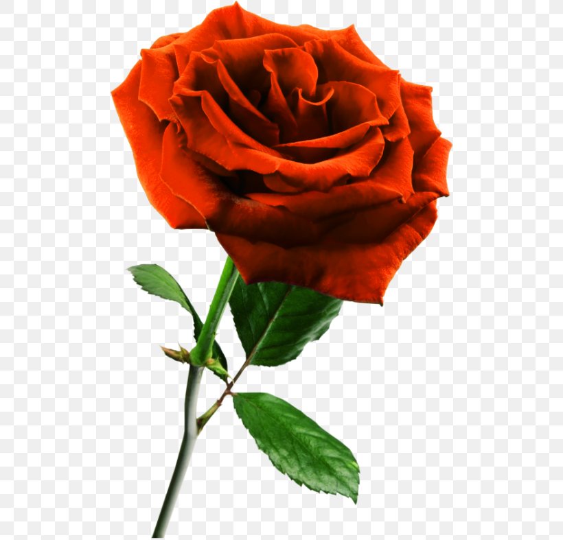 Rose Flower Clip Art, PNG, 500x787px, Rose, Blue Rose, China Rose, Color, Cut Flowers Download Free