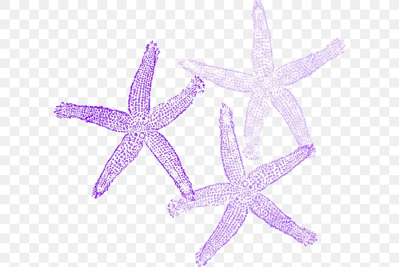 Starfish Clip Art, PNG, 600x549px, Starfish, Color, Drawing, Echinoderm, Green Download Free