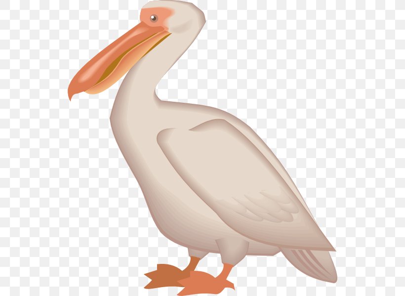 Bird Brown Pelican Clip Art, PNG, 546x599px, Brown Pelican, Beak, Bird, Display Resolution, Ducks Geese And Swans Download Free