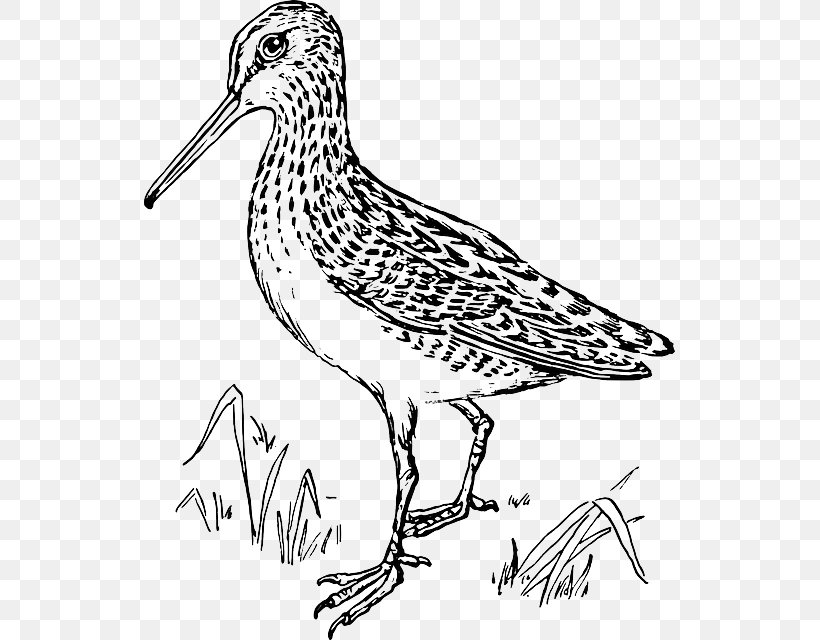 Bird Common Snipe Sniper Clip Art, PNG, 531x640px, Bird, Animal, Artwork, Beak, Black And White Download Free