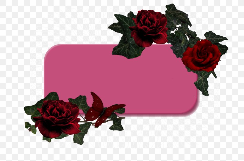 Garden Roses Floral Design Cut Flowers, PNG, 760x543px, Garden Roses, Blume, Bulletin Board, Cut Flowers, Flora Download Free
