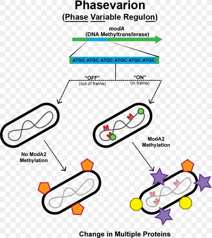 Haemophilus Influenzae Phasevarion Phase Variation Restriction Modification System Restriction Enzyme, PNG, 853x957px, Haemophilus Influenzae, Area, Bacteria, Diagram, Dna Download Free