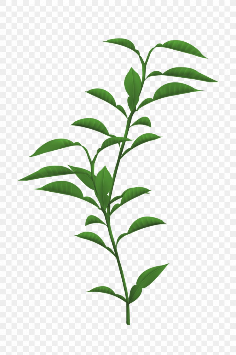 Plant Stem Leaf Plants Trunk Branch, PNG, 853x1280px, Plant Stem, Branch, Bud, Drawing, Herb Download Free