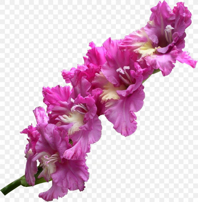 The Gladiolus Clip Art Image, PNG, 1175x1200px, Gladiolus, Cut Flowers, Flower, Flowering Plant, Iris Download Free