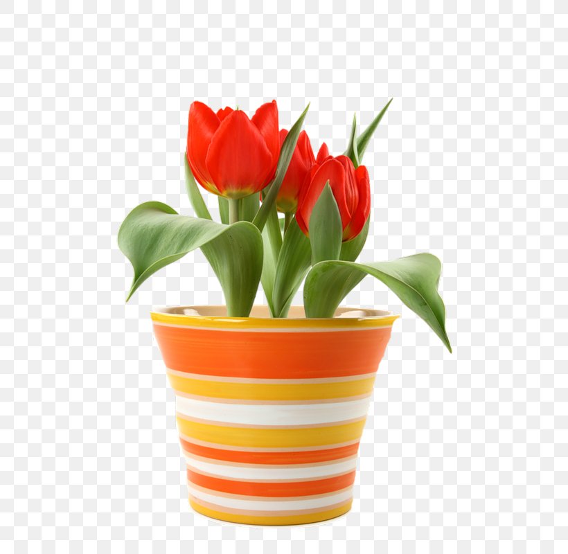 Flower Tulip Bulb Saucer Bedding, PNG, 561x800px, Flower, Amazoncom, Artificial Flower, Bedding, Bulb Download Free