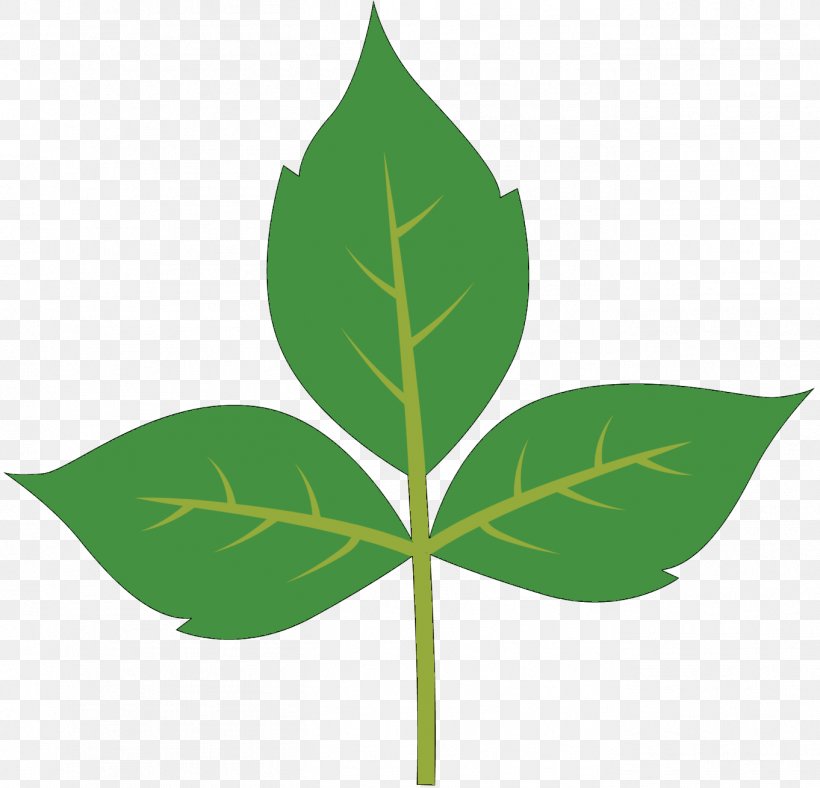 Lotion Leaf Kudzu Aloe Vera Plant Stem, PNG, 1362x1309px, Lotion, Affiliate Marketing, Aloe Vera, Aloes, Antimicrobial Download Free