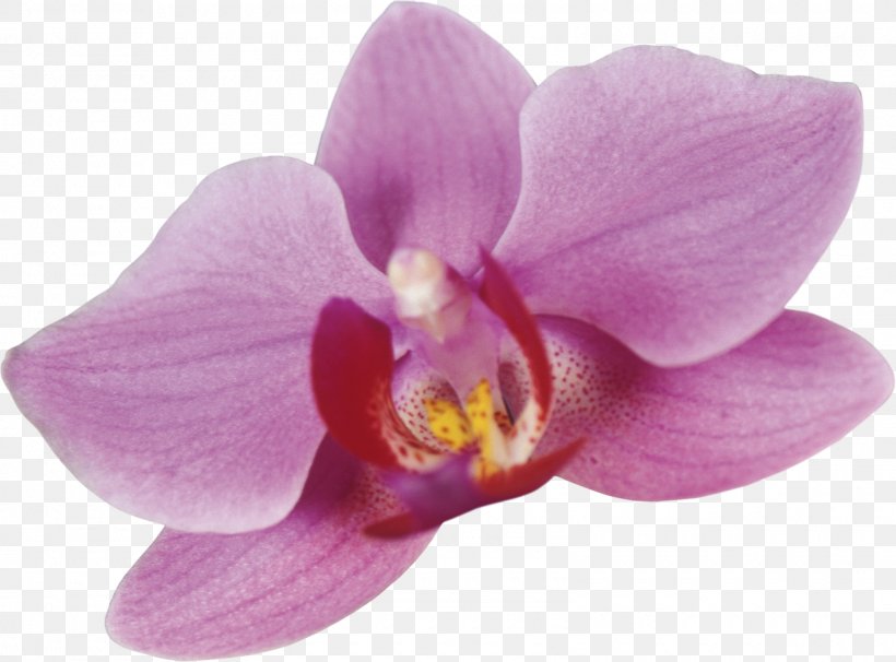 Moth Orchids Cattleya Orchids Clip Art, PNG, 1600x1184px, Moth Orchids, Cattleya, Cattleya Orchids, Drawing, Flower Download Free
