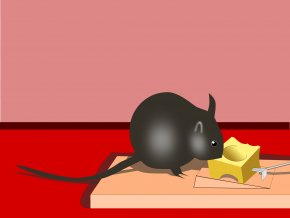 Rat - Mousetrap Rodent Rat Bait PNG