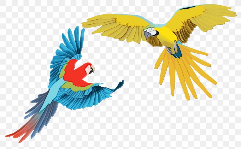 Parrot Clip Art Macaw Drawing, PNG, 1599x991px, Parrot, Beak, Bird, Bird Supply, Bird Toy Download Free