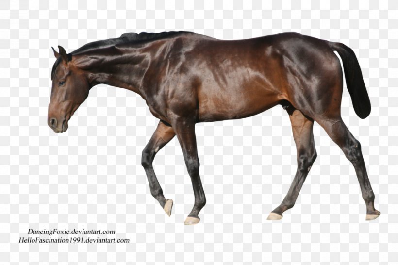 Stallion Horse Foal, PNG, 900x600px, Stallion, Bit, Bridle, Cartoon, Colt Download Free