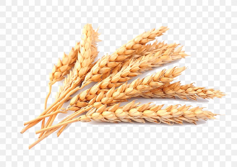 Wheat Straw Cereal, PNG, 850x602px, Common Wheat, Cereal, Cereal Germ, Commodity, Dinkel Wheat Download Free