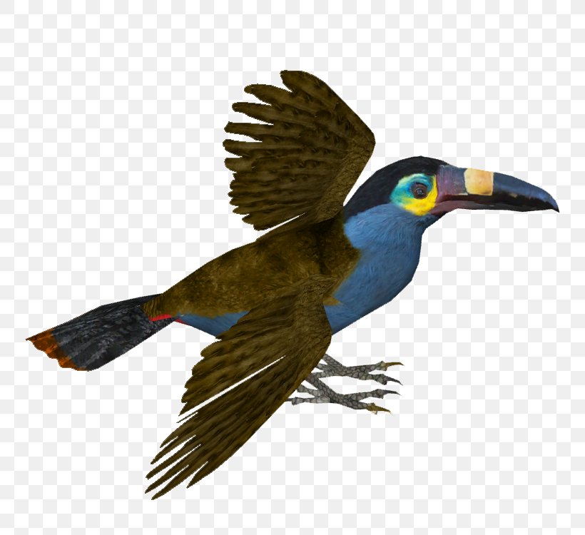 Bird Piciformes Beak Toucan Feather, PNG, 750x750px, Bird, Animal, Beak, Cuckoos, Cuculiformes Download Free