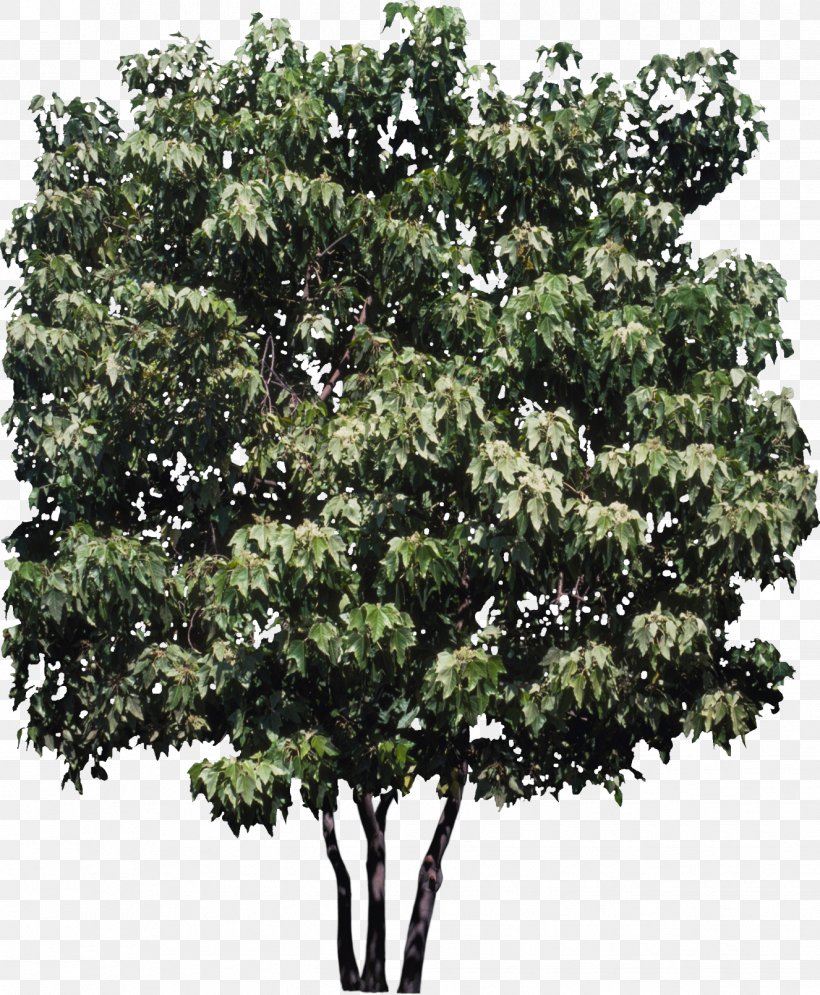 Candlenut State Tree Plant Hawaii, PNG, 1326x1610px, Candlenut, Aleurites, Branch, Evergreen, Ginkgo Biloba Download Free
