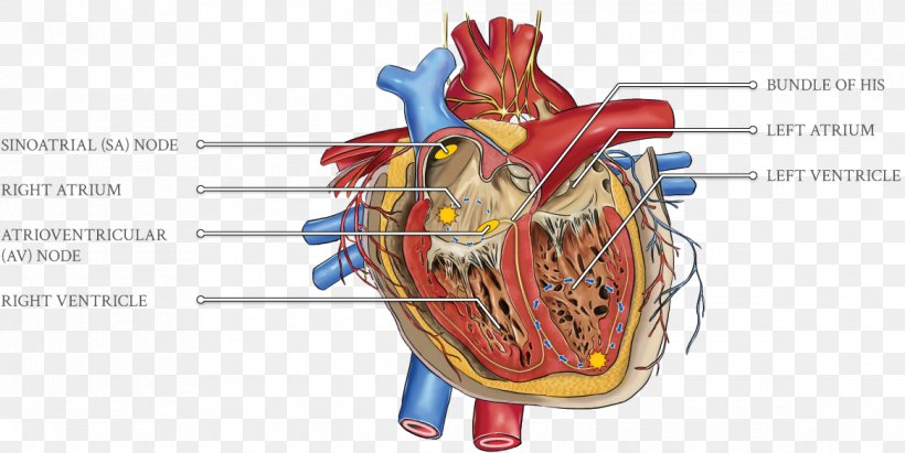 Cardiology Heart Hypercholesterolemia Cardiovascular Disease Cardiac Monitoring, PNG, 1165x584px, Watercolor, Cartoon, Flower, Frame, Heart Download Free