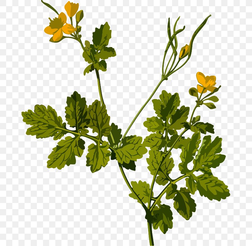 Greater Celandine Herbaceous Plant Ficaria Verna, PNG, 679x800px, Greater Celandine, Alkaloid, Anthriscus, Bloodroot, Branch Download Free