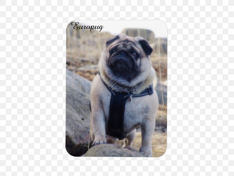 Pug Dog Breed Puppy Samsung Toy Dog, PNG, 615x615px, Pug, Breed, Carnivoran, Dog, Dog Breed Download Free