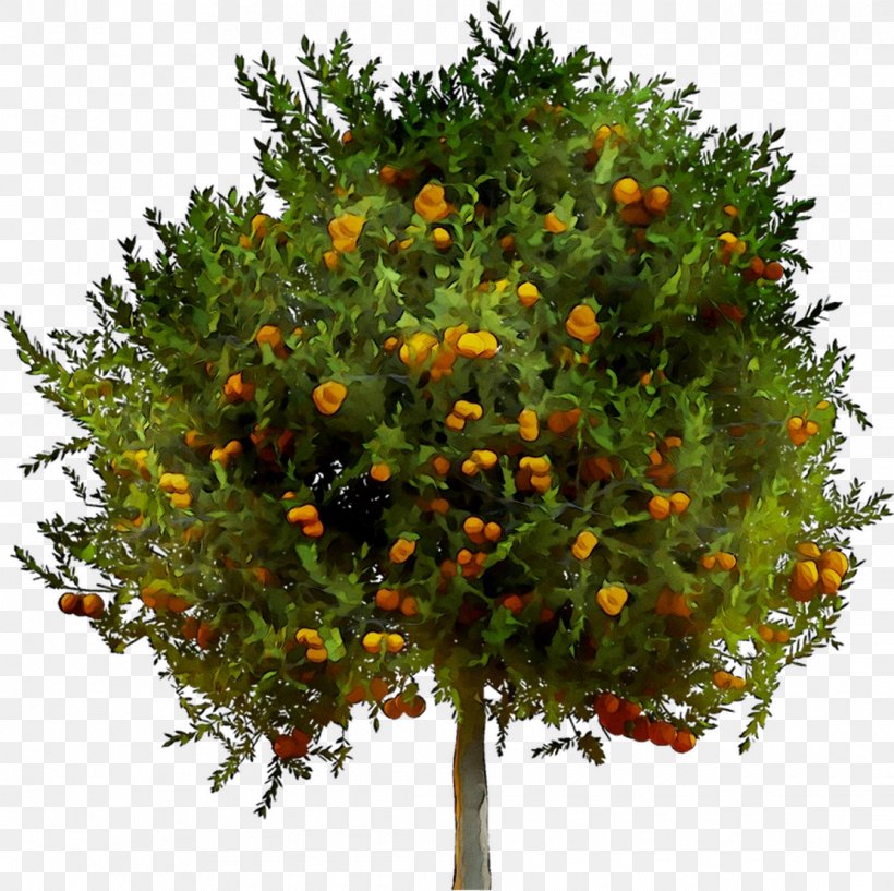 Citrus Shrub, PNG, 1110x1106px, Citrus, Bitter Orange, Branch, Calamondin, Flower Download Free