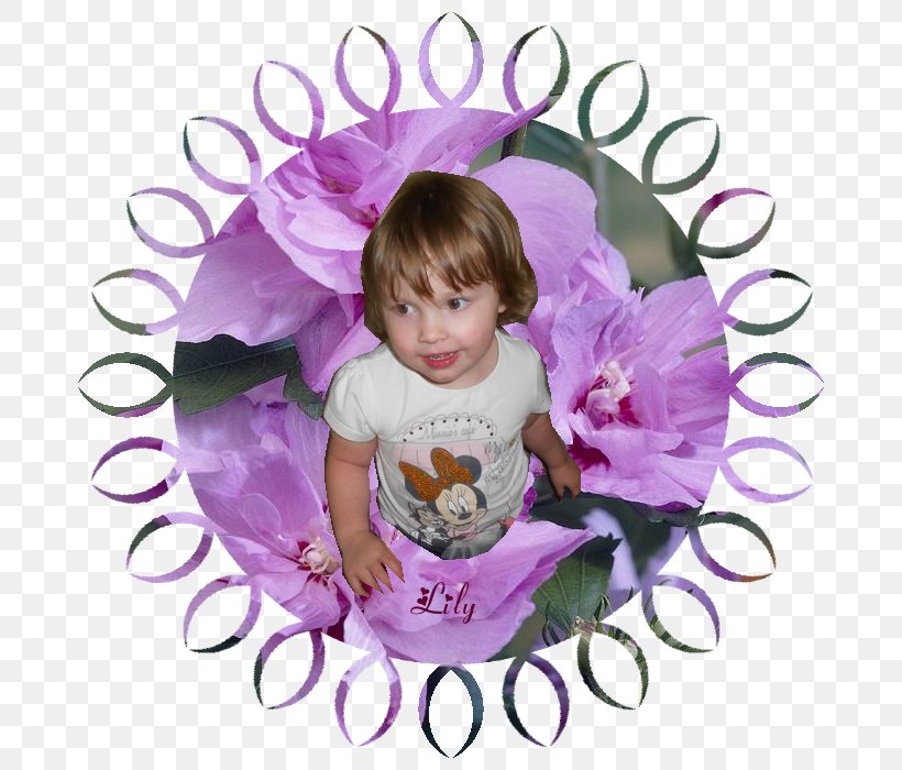 Common Hibiscus Shrub Pink M Toddler Chiffon, PNG, 700x700px, Common Hibiscus, Chiffon, Flower, Hibiscus, Lilac Download Free