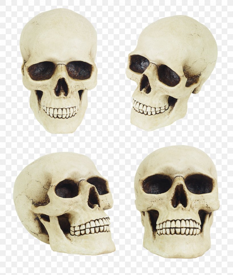 Skull Bone Anatomy Human Skeleton, PNG, 1085x1280px, Skull, Anatomy, Bone, Human Anatomy, Human Body Download Free