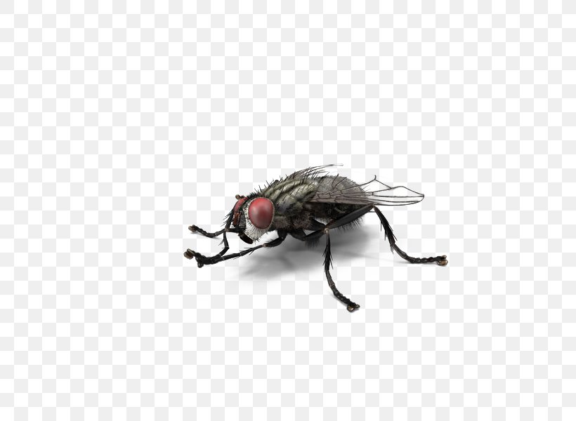 Fly Insect Download, PNG, 600x600px, 3d Computer Graphics, Fly, Arthropod, Beetle, Cartoon Download Free