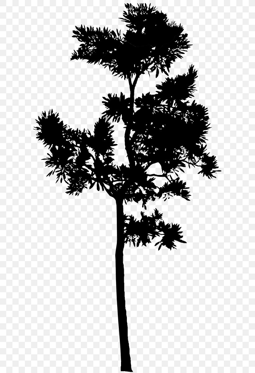 Pine Houseplant Tree Asian Palmyra Palm Leaf, PNG, 614x1200px, Pine, American Larch, Asian Palmyra Palm, Blackandwhite, Borassus Download Free
