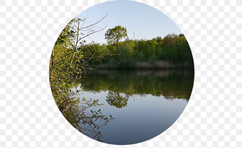 Wetland Pond Marsh Ecosystem Swamp, PNG, 536x503px, Wetland, Bank, Bayou, Biome, Bog Download Free