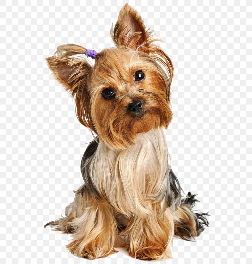 Yorkshire Terrier Puppy Australian Silky Terrier Airedale Terrier Boston Terrier, PNG, 558x859px, Yorkshire Terrier, Airedale Terrier, Australian Silky Terrier, Biewer Terrier, Boston Terrier Download Free
