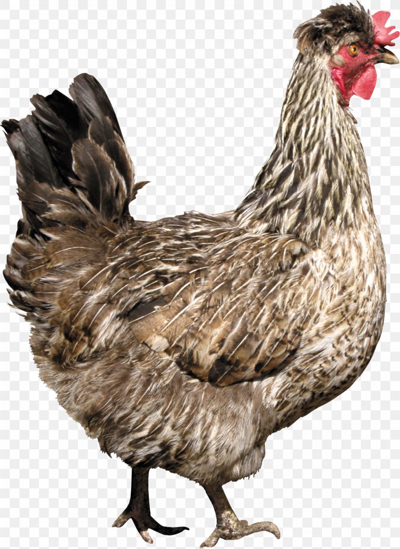 Fried Chicken, PNG, 1811x2484px, Solid White, Beak, Bird, Chicken, Chicken Meat Download Free