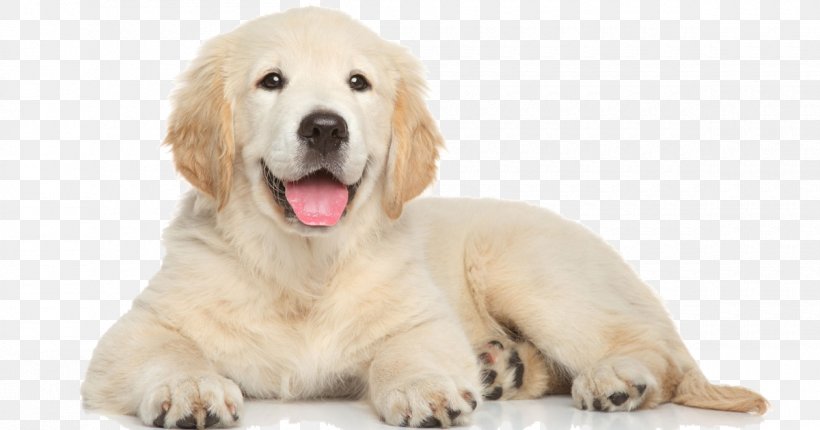 Golden Retriever Puppy Dog Training Bark Shock Collar, PNG, 1200x630px, Golden Retriever, Bark, Carnivoran, Collar, Companion Dog Download Free