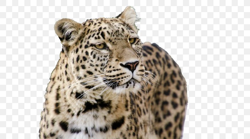 Jaguar Tiger Snow Leopard Persian Leopard Felidae, PNG, 650x459px, Jaguar, Animal Print, Big Cat, Big Cats, Black And White Download Free